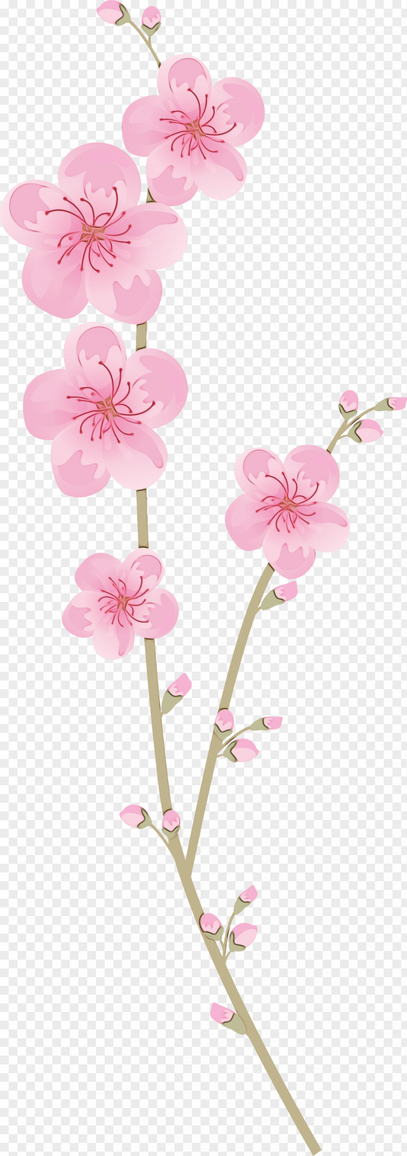 Cherry Blossom PNG