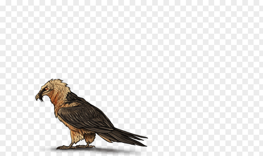 Eagle Bird Egyptian Vulture Bearded PNG