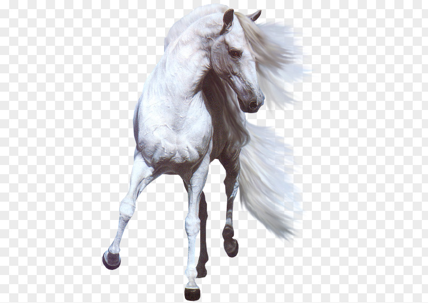Horse White Stallion Photography PNG