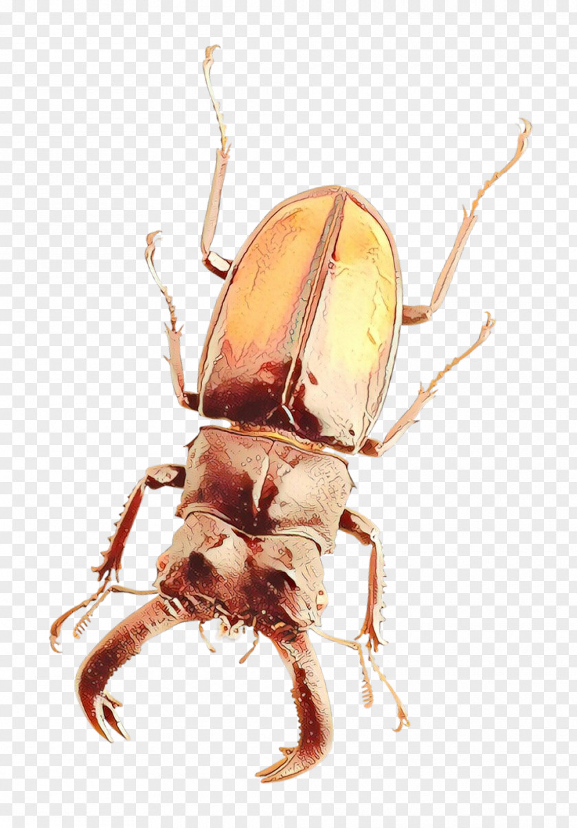 Insect Beetle Pest Stag Beetles Scarabs PNG
