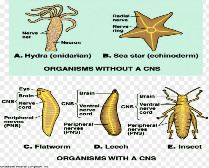 Unicellular Organism Evolution Of Nervous Systems Central System Invertebrate PNG