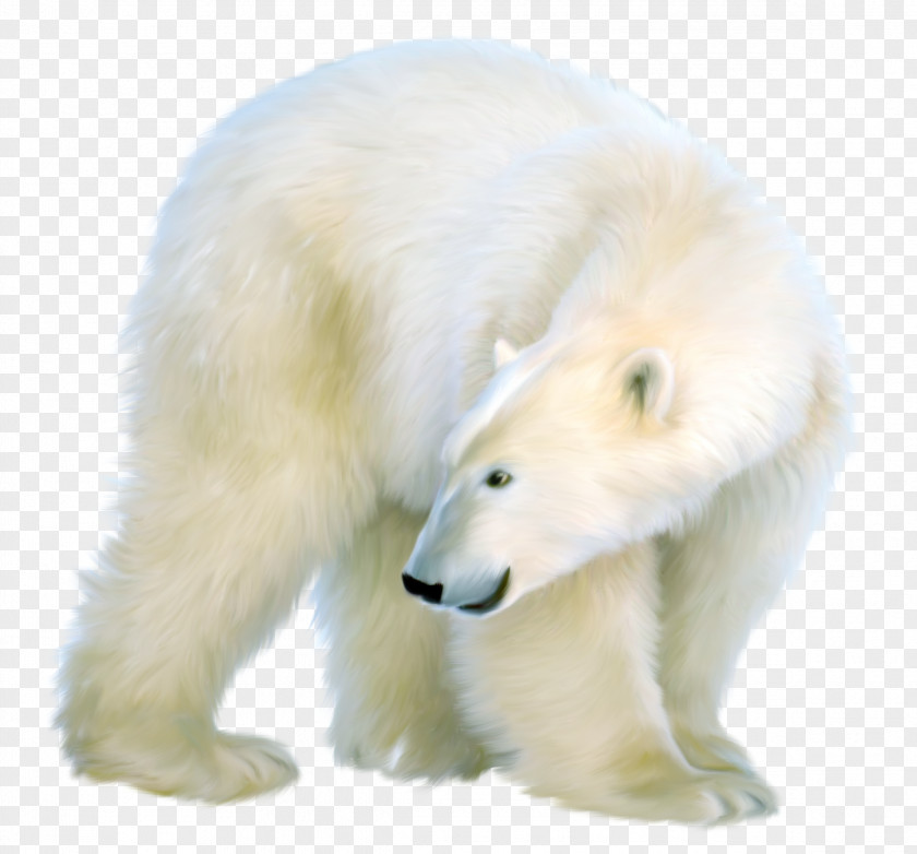 Bear Polar Clip Art PNG