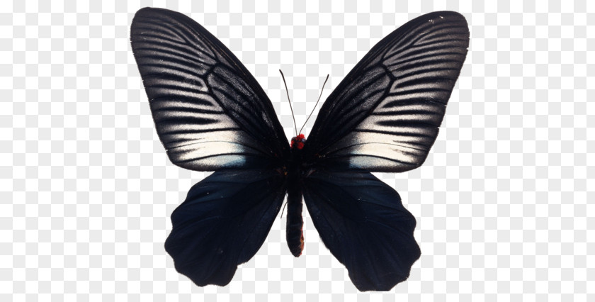 Black Butterfly Stock Photography Royalty-free Illustration PNG