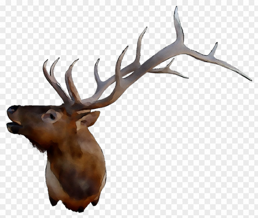 Elk Reindeer Antler PNG