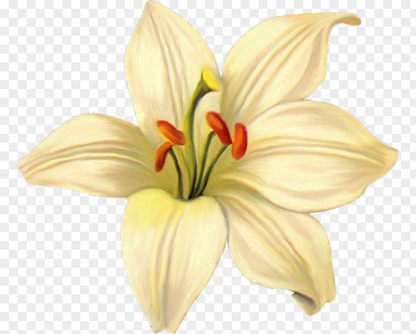 Flower Lilium Photography Clip Art PNG