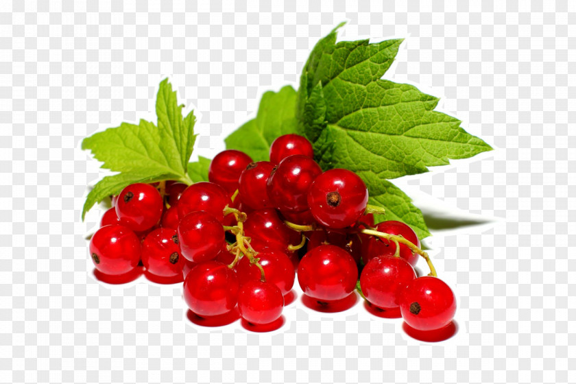 Redcurrant Fruit Berry Marmalade Blackcurrant PNG
