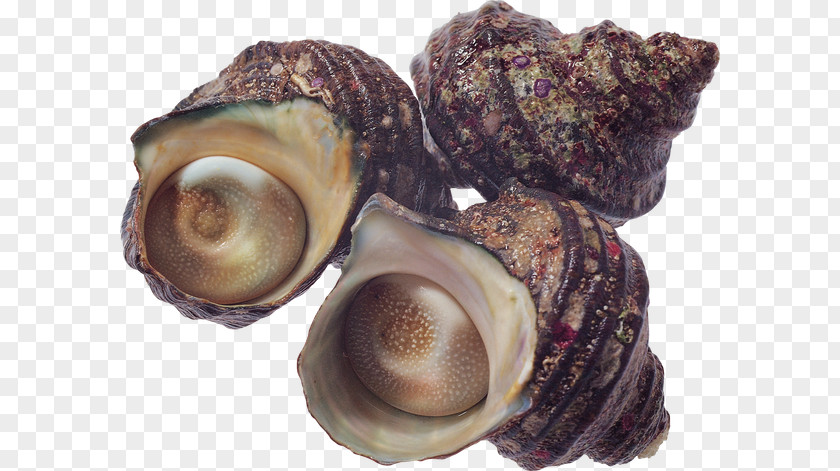 Seashell Cockle Sea Snail Conchology PNG