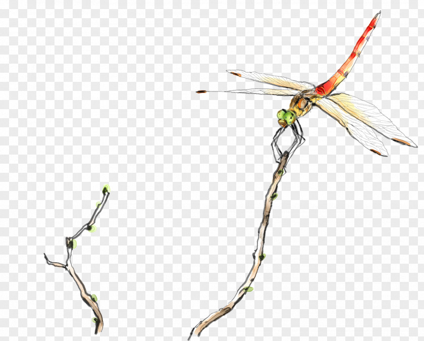 Stop In The Branches Of A Dragonfly Pond Illustration PNG