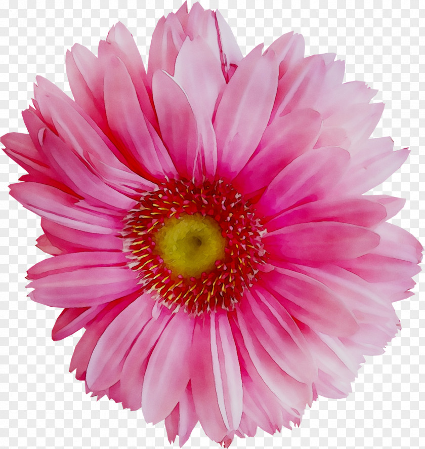 Transvaal Daisy Chrysanthemum Cut Flowers Pink M PNG