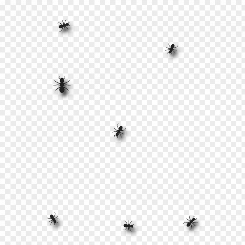 Ants Insect Black And White Monochrome Photography Invertebrate PNG