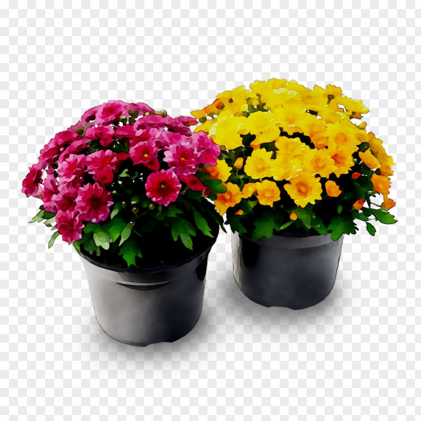 Chrysanthemum Flowerpot Cut Flowers Houseplant Annual Plant PNG