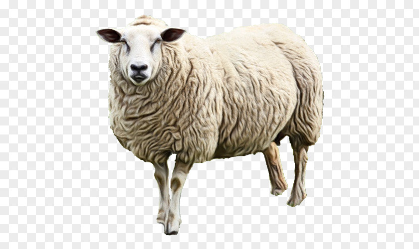 Sheep Milk Lamb Goat PNG