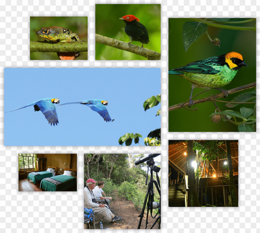 Amazon Rainforest Macaw La Paz Ecosystem Fauna Nick's Adventures Bolivia PNG