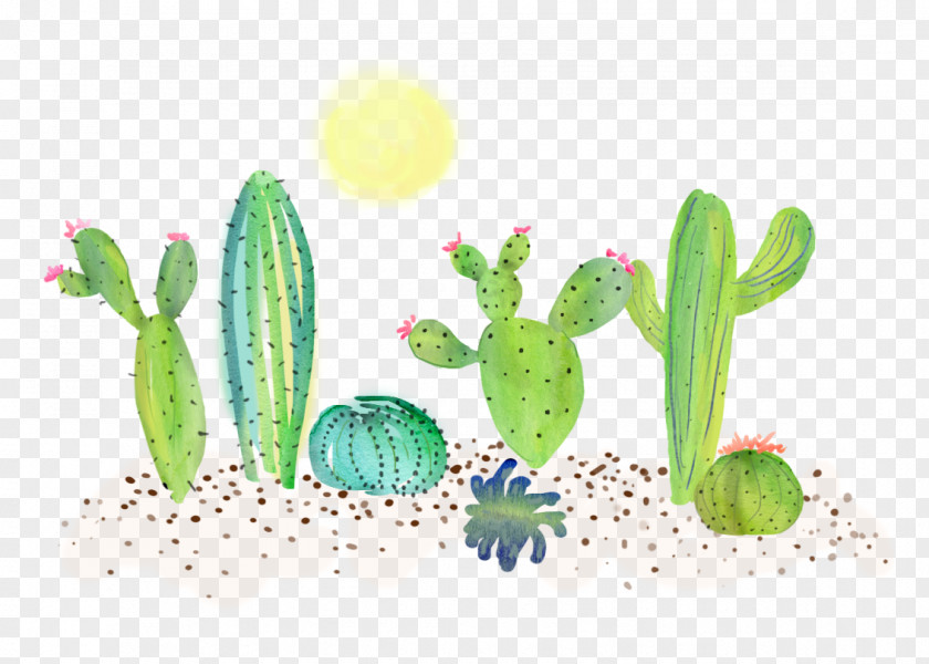 Cactus Cute Vegetable Illustration PNG