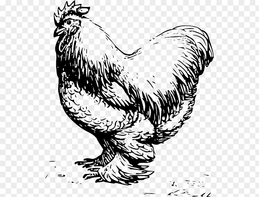 Feathers Drawing Plymouth Rock Chicken Cochin Leghorn Dorking Rooster PNG
