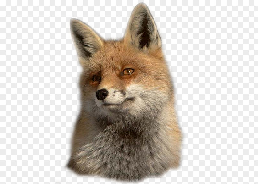 Fox Red Kit Gray Animal PNG