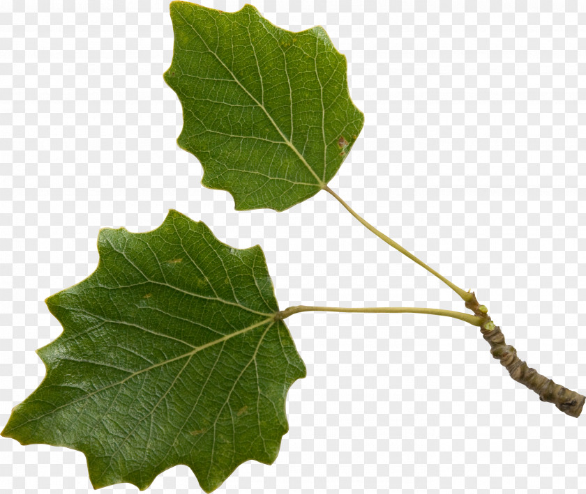 Leaf Twig Plant Stem Tree PNG