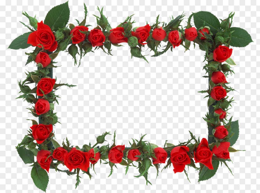 Minnesota Rose Picture Frames Photography PNG