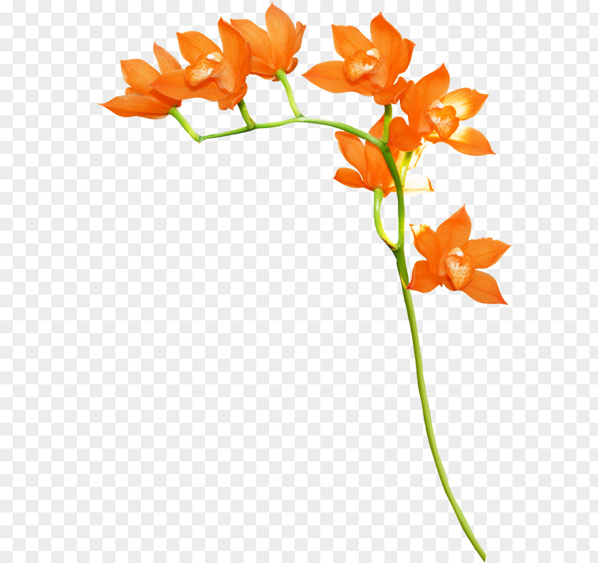 Orange Floral Design Flower Clip Art PNG