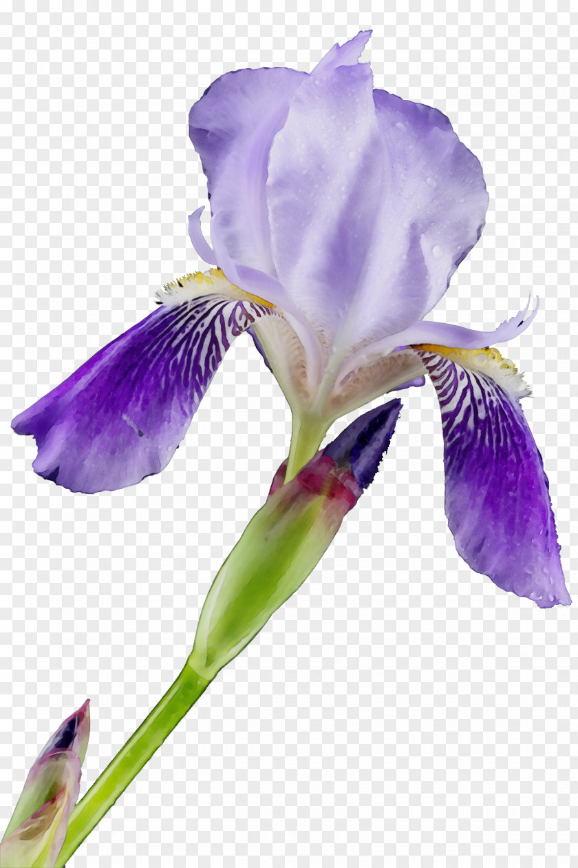 Orris Root Iris Flower Flowering Plant Petal Algerian PNG