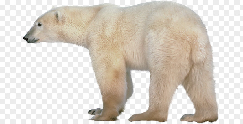 Polar Bear Clip Art Transparency PNG