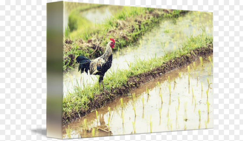 Rice Paddy Rooster Fauna Chicken As Food Beak PNG