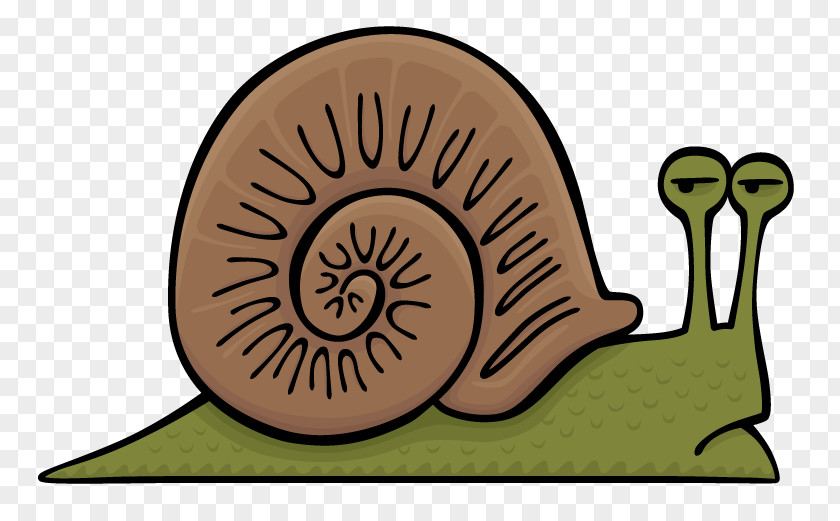 Snail Gastropods Slug Clip Art PNG