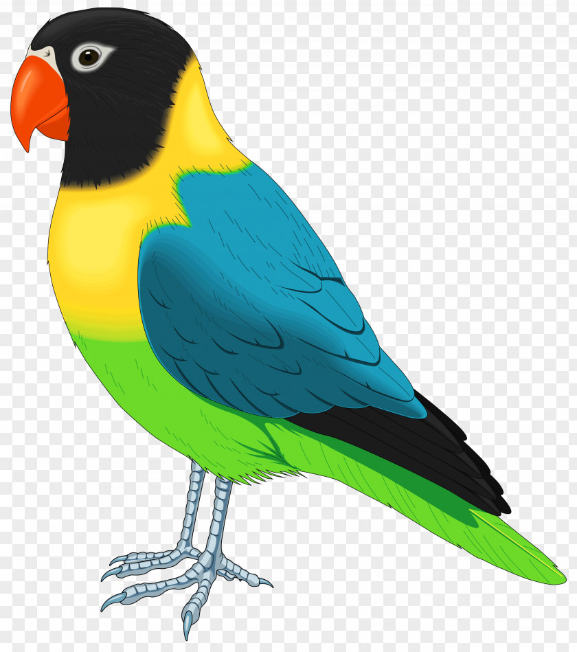 Bird Parrot Pet Parakeet Clip Art PNG