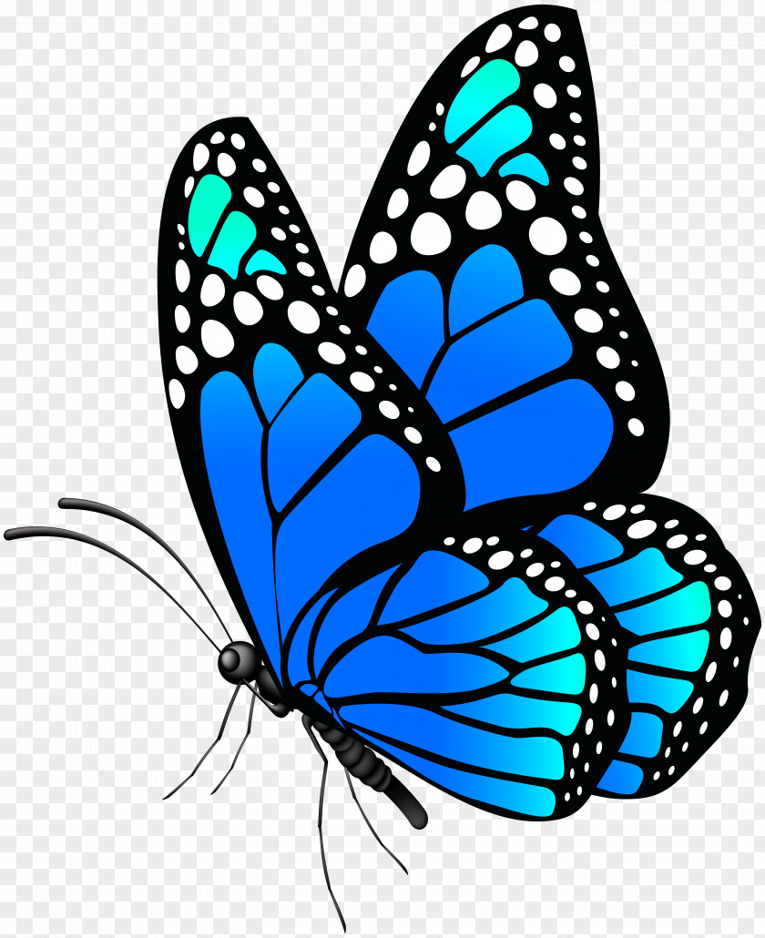 Butterfly Blue Clip Art Image Morpho Menelaus Papilio Ulysses PNG