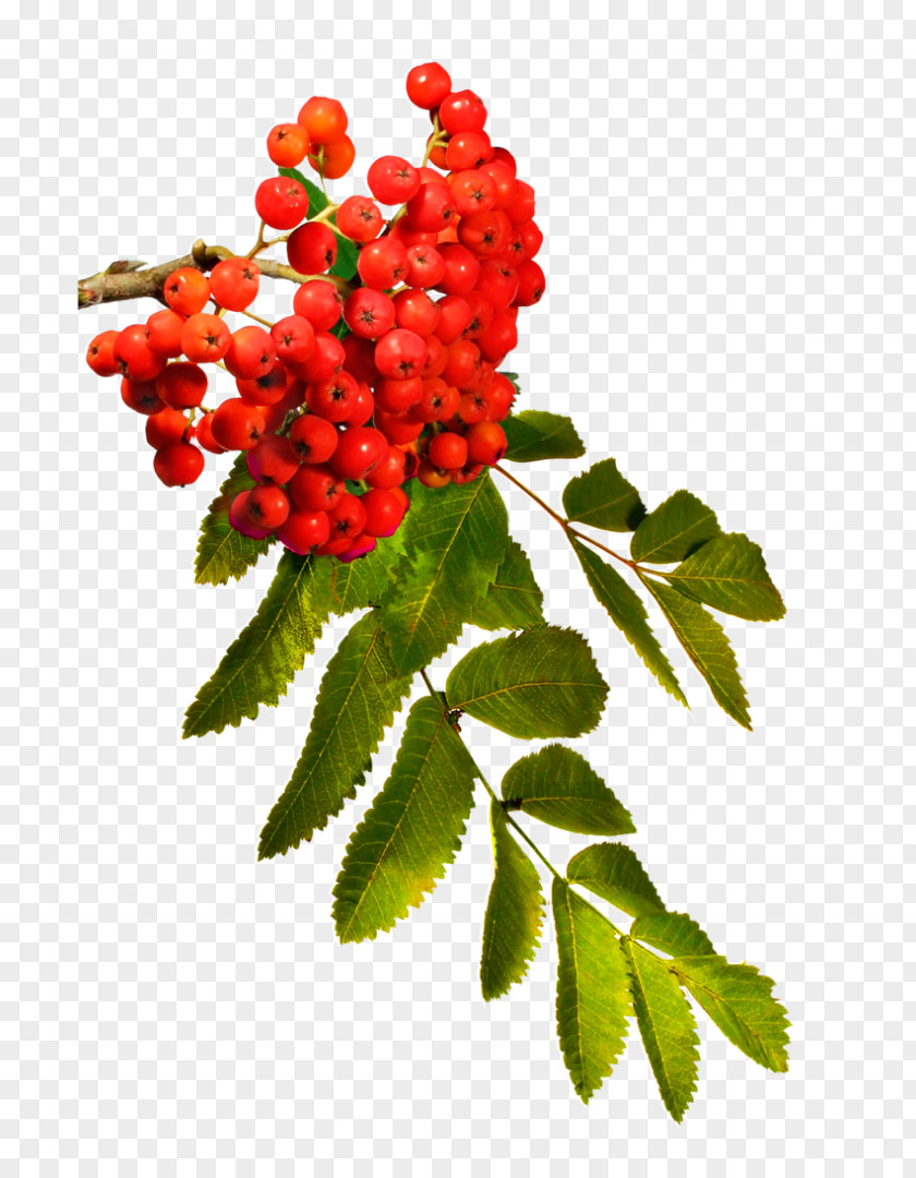 DeviantArt Rowan Berry Autumn PNG