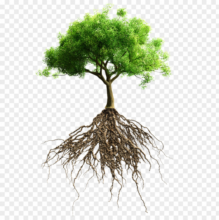 HD Green Trees Root Tree Stock Photography Stock.xchng PNG