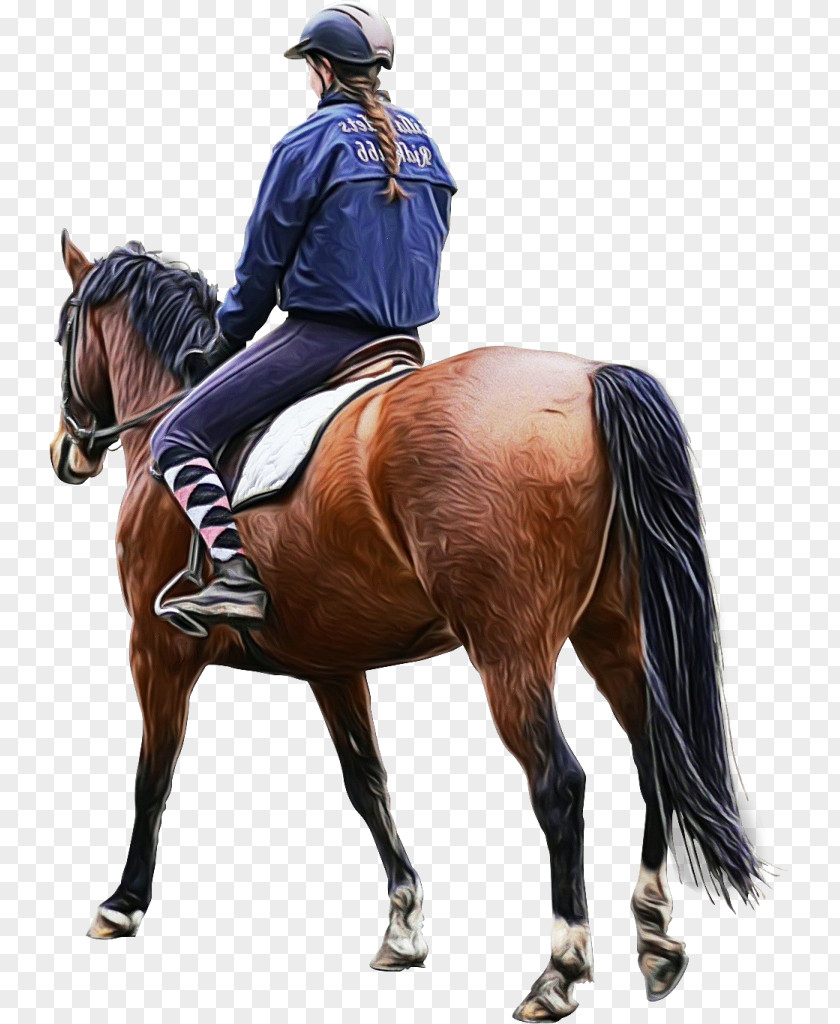 Horse Supplies Saddle Rein Bridle Halter Equestrianism PNG