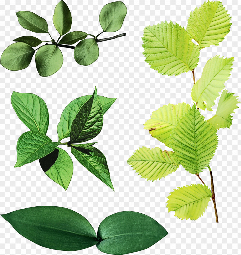 Ivy Mock Orange Birch Tree PNG