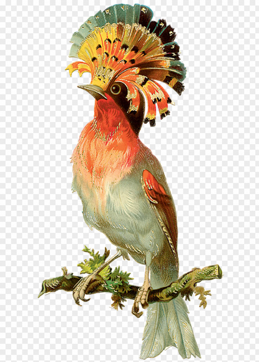 Watercolor Birds Bird Parrot Victorian Era Clip Art PNG