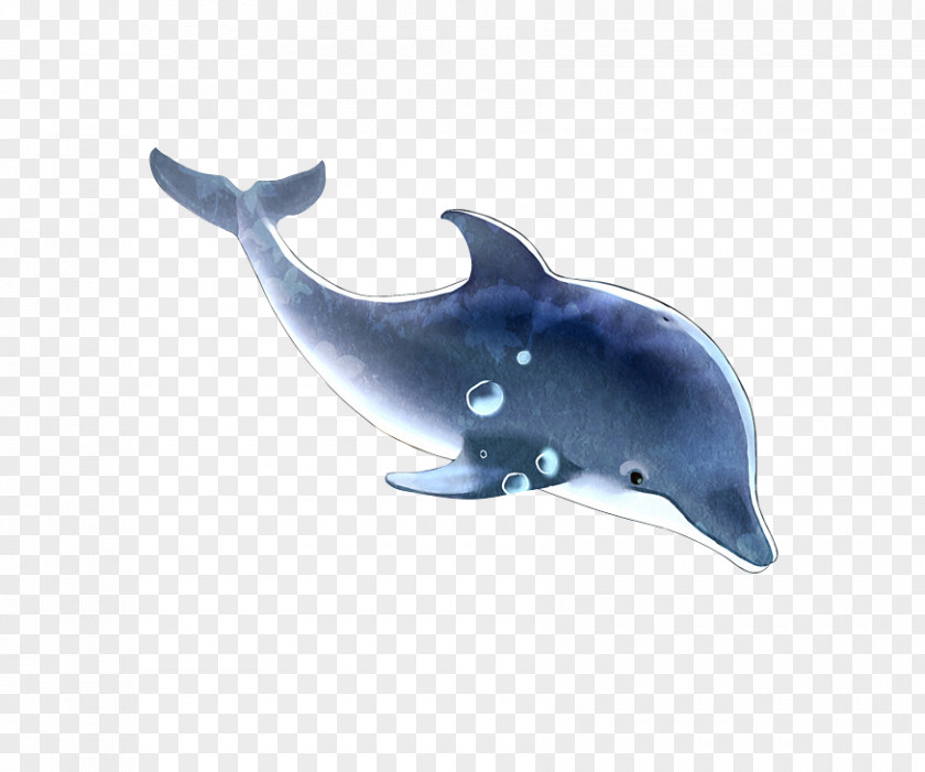 Blue Dolphin Dream Common Bottlenose Tucuxi Rough-toothed Porpoise PNG