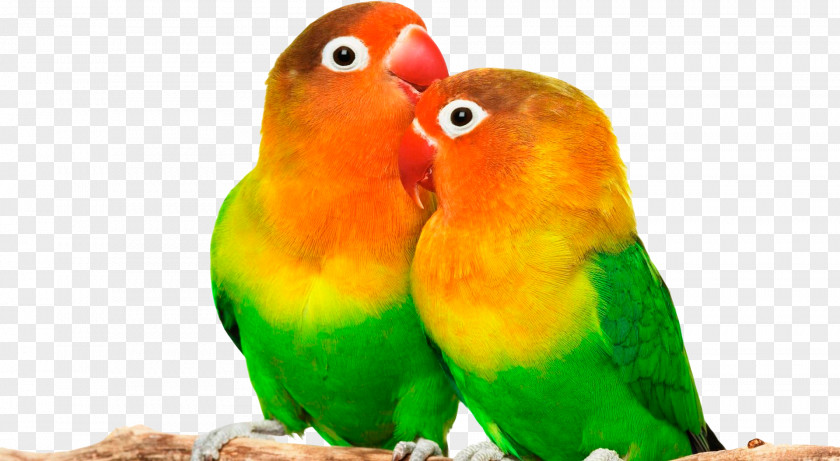 Parrot Grey-headed Lovebird Desktop Wallpaper PNG