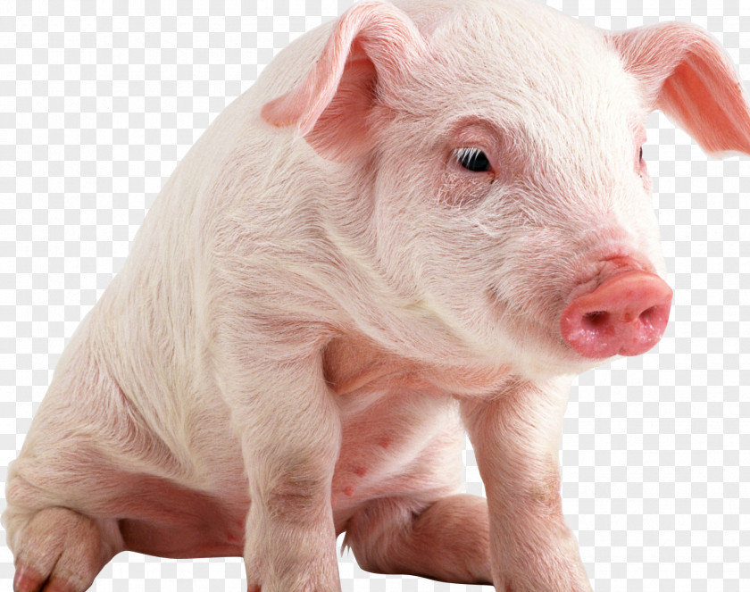 Pig Domestic Bacon Cattle Ham Candy PNG