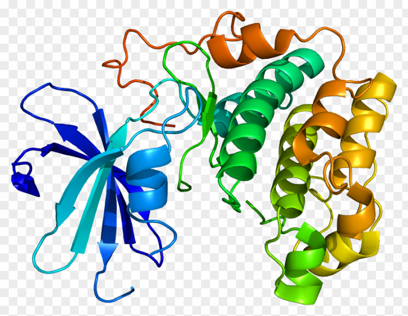 Protein Kinase B AKT2 Serine/threonine-specific AKT3 PNG
