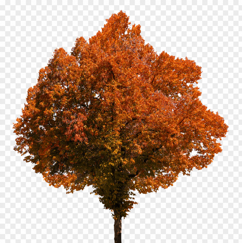 Autumn Tree PNG Tree, brown leafed tree clipart PNG