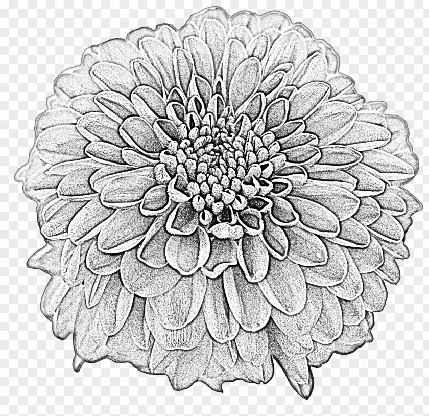 Flower Drawing Dahlia Clip Art Image PNG