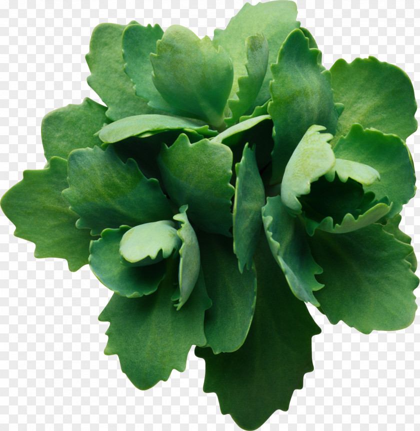 Green Leaf PNG