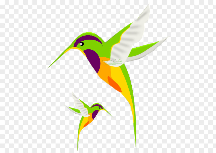 Hummingbird Paint Clip Art Drawing Image PNG