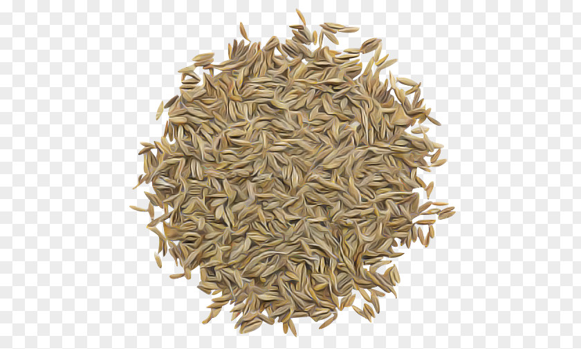 Plant Cumin Parsley Family Food Seed PNG