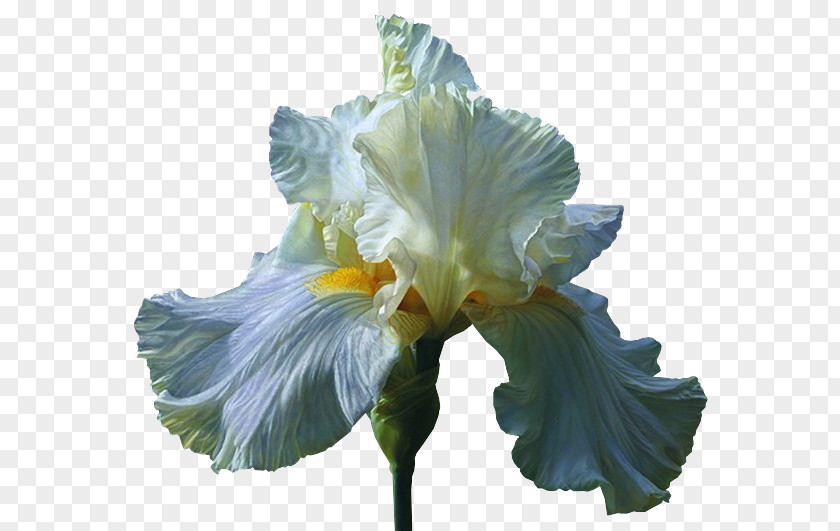 Iris Matting Free HD Orris Root Irises Cut Flowers Wholesale PNG