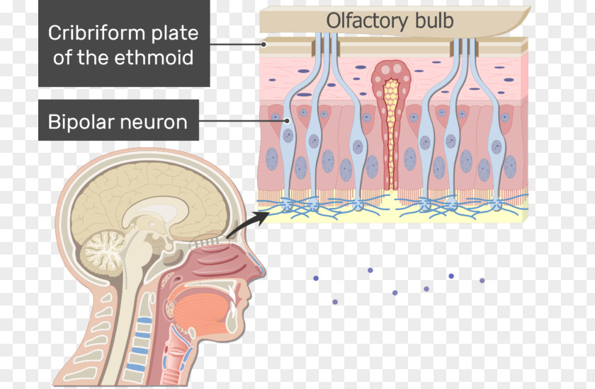 Nose Bipolar Neuron Anatomy Olfactory Receptor PNG