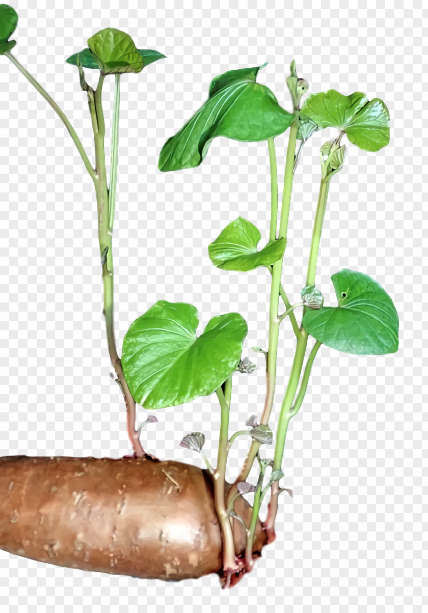 Plant Stem Leaf Flowerpot Herb Plants PNG