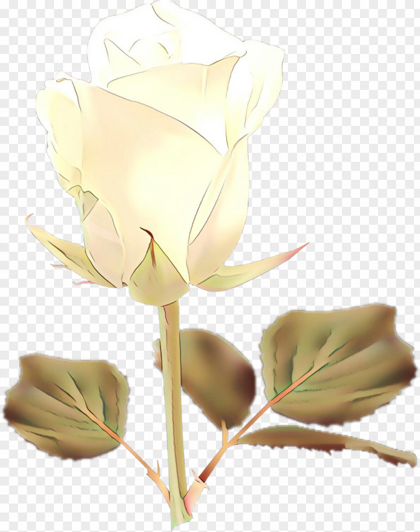 Plant Stem Rose PNG