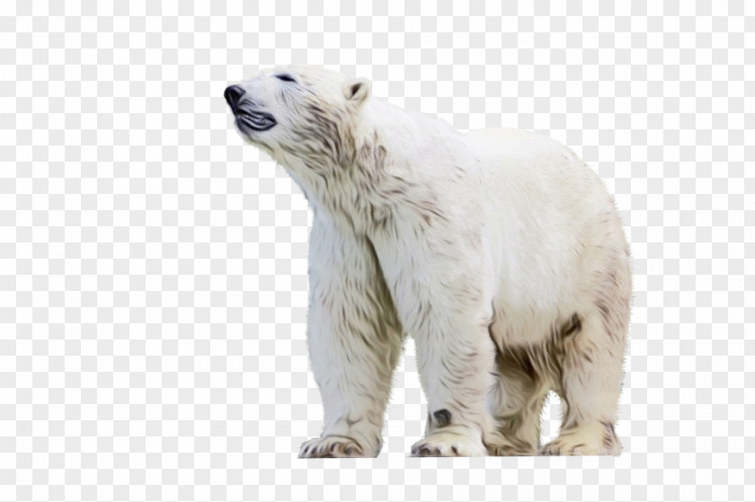 Animal Figure Wildlife Polar Bear Cartoon PNG