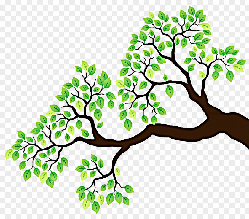 Branches Clipart Branch Tree Drawing Clip Art PNG