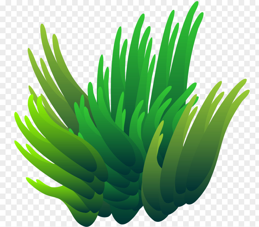 Computer Desktop Wallpaper Grasses Plant Stem PNG